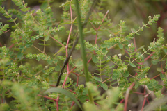 Euphorbia pycnostegia